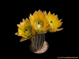 Echinocereus ctenoides SB1536 981